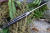 Нож Kizer  V5488C3 "C01c"